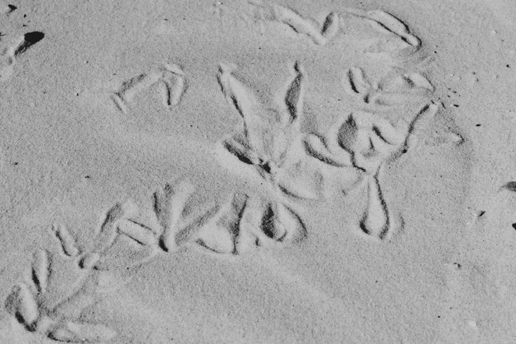 OS Black and White Collection