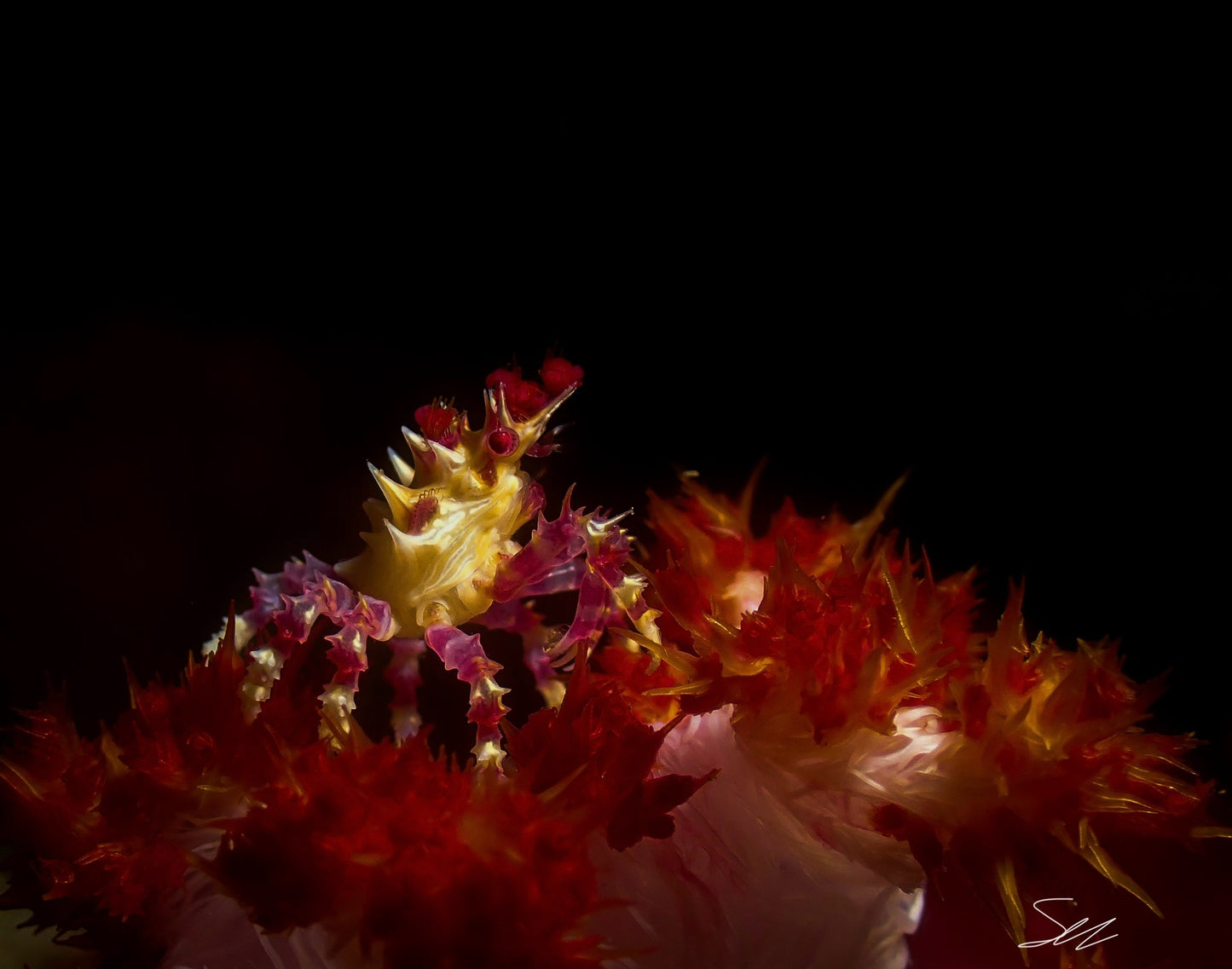 'Candy Crab' S. Ahlgren Underwater Col. Print