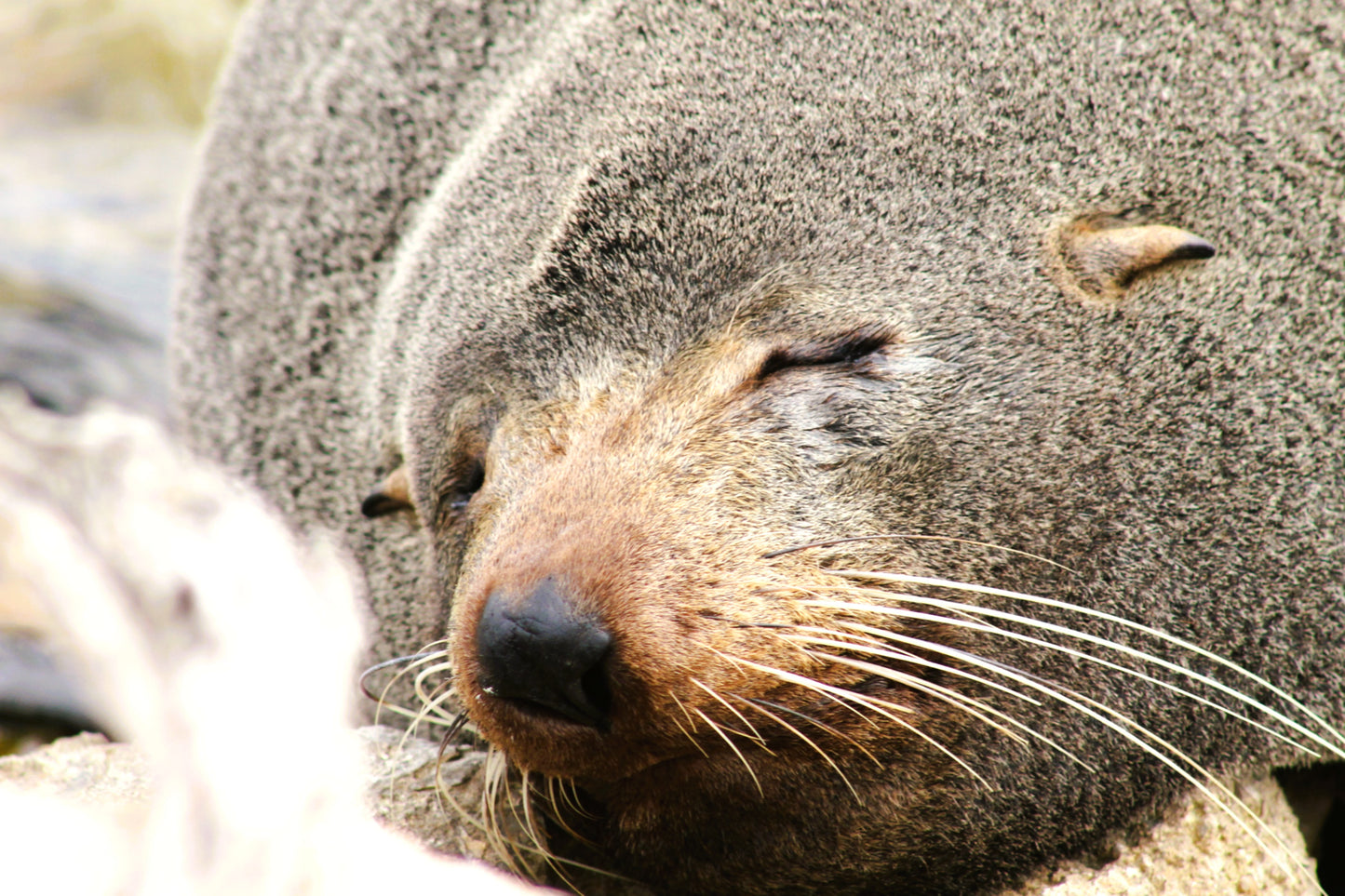 'Sleepy Seal'