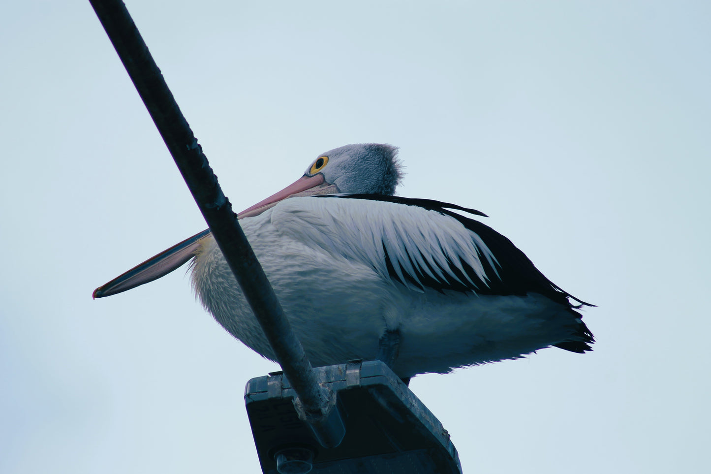 'POV' Pelican Print 0.2