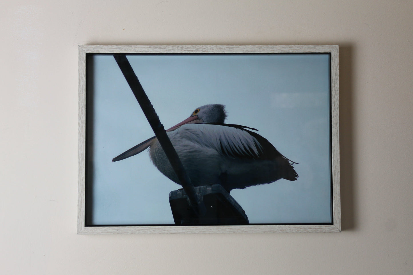 'POV' Pelican Print 0.2