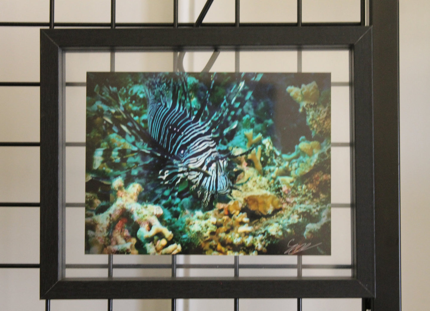 'Striped Royalty' S. Ahlgren Underwater Col. Print