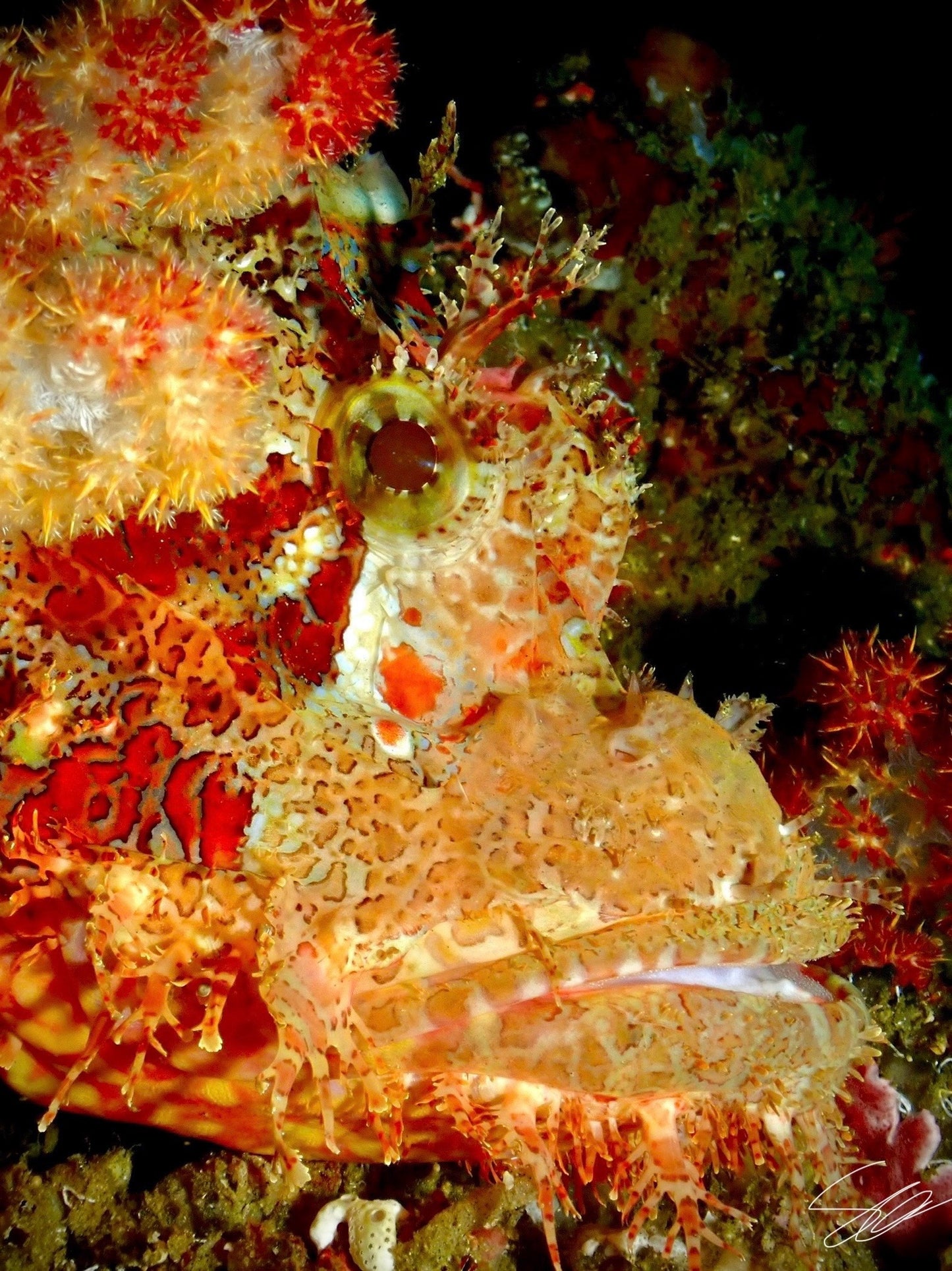 'Plasma' S. Ahlgren Underwater Col. Print