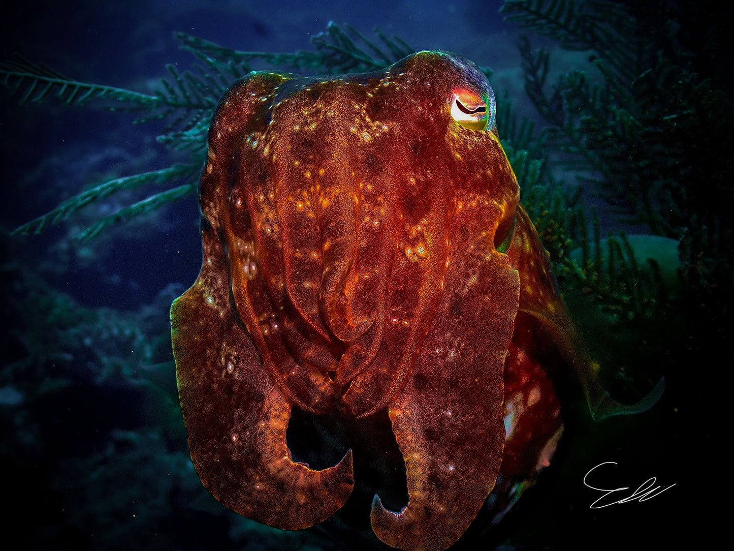 'Professor' S. Ahlgren Underwater Col. Print