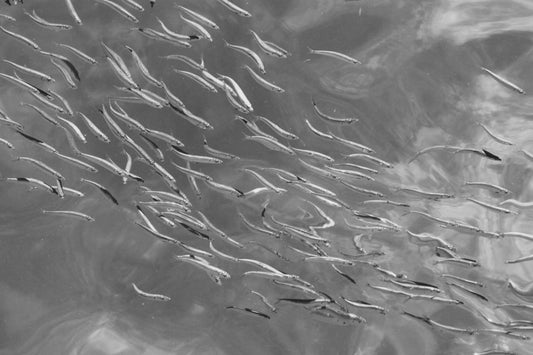 'Just Keep Swimming' Print