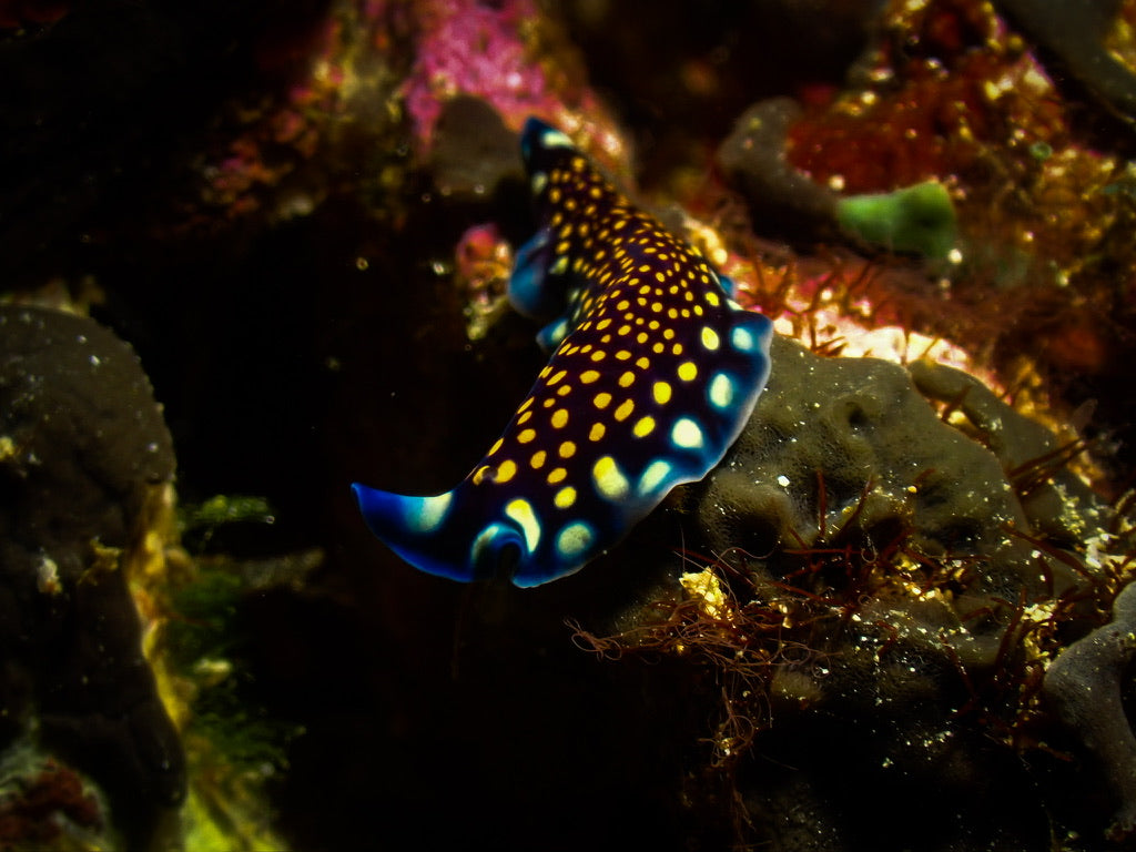 'Liquid Rainbow' S. Ahlgren Underwater Col. Print