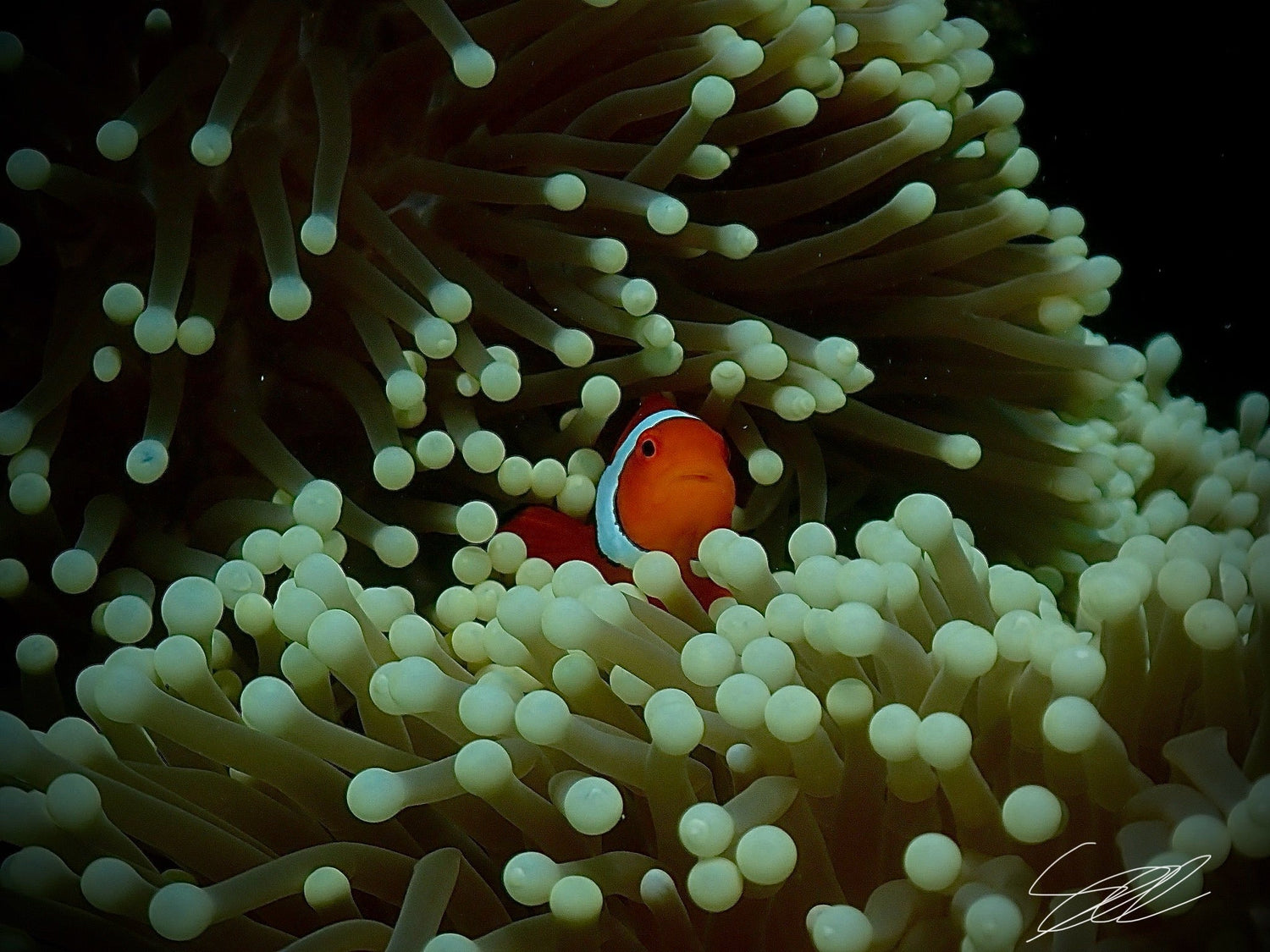 Underwater Collection