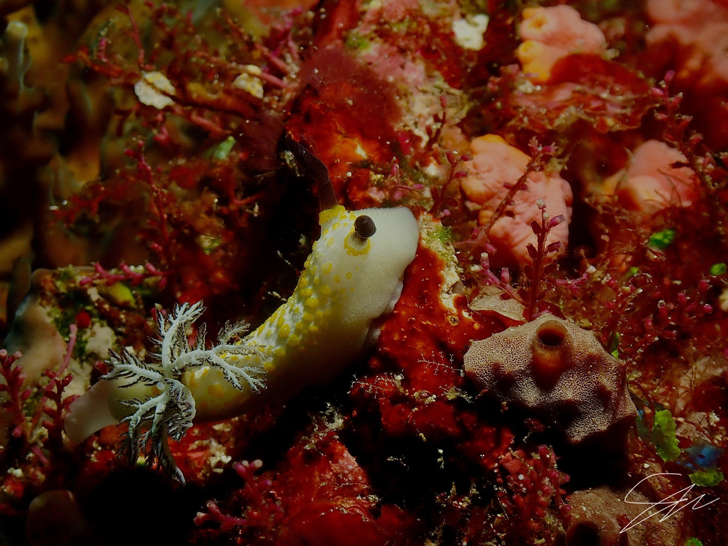 'Hidden Beauty' S. Ahlgren Underwater Col. Print