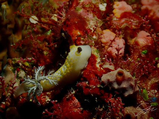'Hidden Beauty' S. Ahlgren Underwater Col. Print
