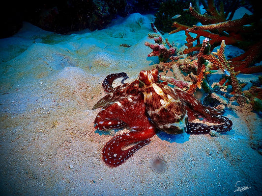 'Red  Blanket' S. Ahlgren Underwater Col. Print