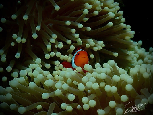 'The Anemone Sea' S. Ahlgren Underwater Col. Print