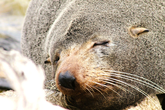 'Sleepy Seal'