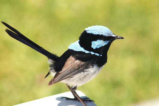 'Blue Wren' Print