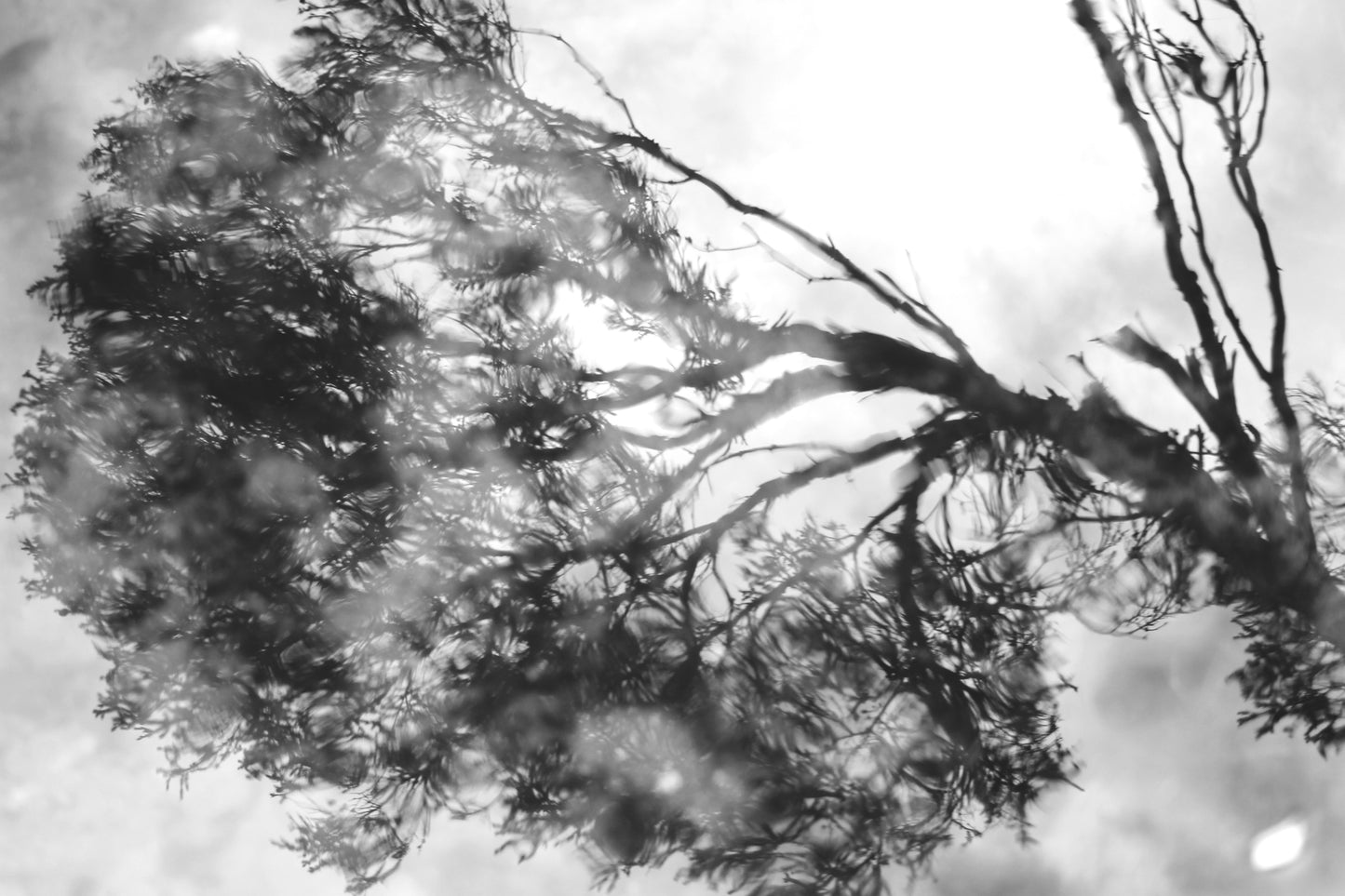 'Reflections'