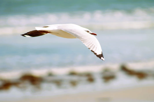 'Fly Bird' Print