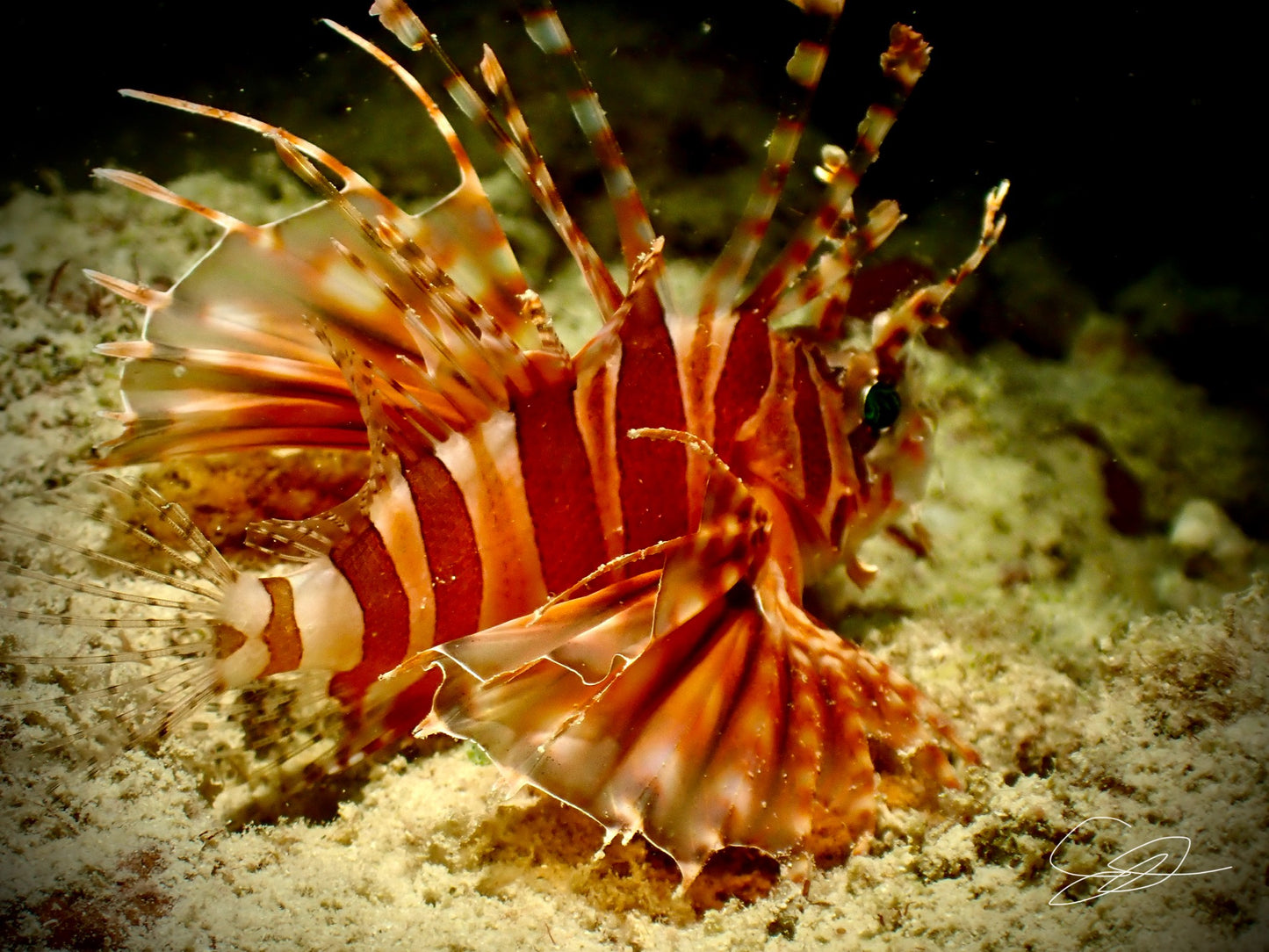 'Fire in the Fin' S. Ahlgren Underwater Col. Print