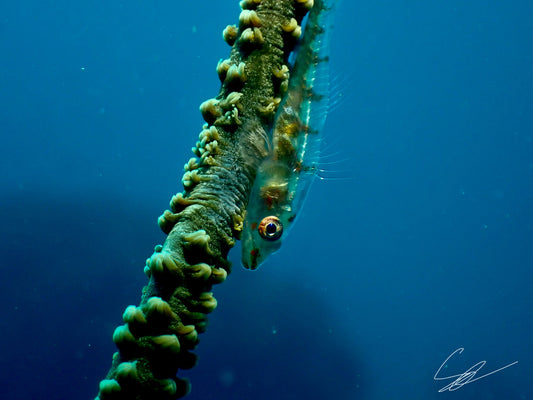 'Glass' S. Ahlgren Underwater Col. Print