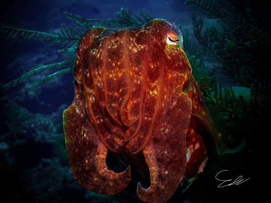 'Professor' S. Ahlgren Underwater Col. Print