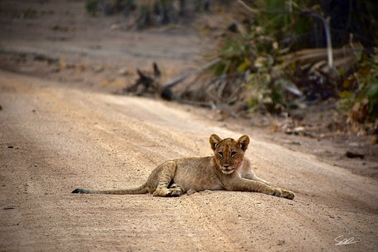 'Roadblock' S. Ahlgren In The Wild Col. Print