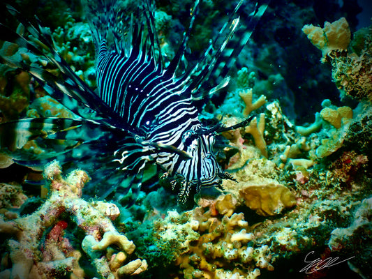 'Striped Royalty' S. Ahlgren Underwater Col. Print