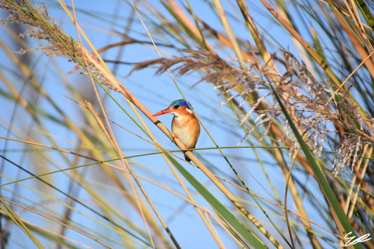 'The Kingfisher' S. Ahlgren In the Wild Col. Print