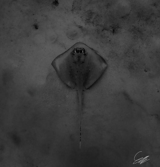 'Gliding Shadow' S. Ahlgren Underwater Co. Print