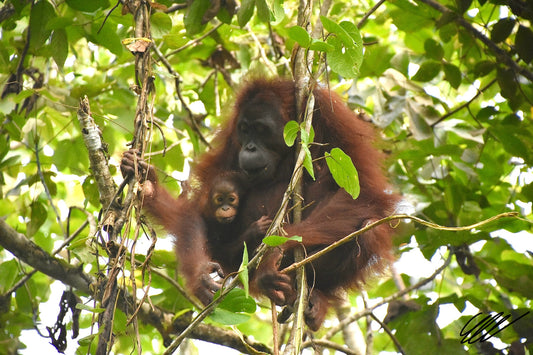 'Peekaboo' S. Ahlgren In The Wild Col. Print