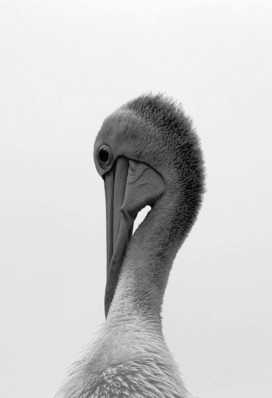 'Stand off' Pelican Print 0.1